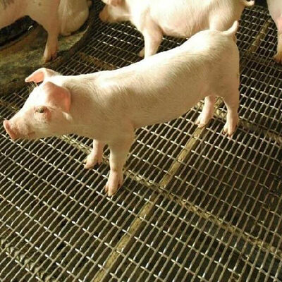 İyi bir fiyat. Oluklu Grizzly Tel Kare delikli Ekran Oluklu Siyah Demir Karbon Levha Paslanmaz Çelik Dokuma Dokuma Domuz duvarı için Kıvrımlı Tel Örgü çevrimiçi